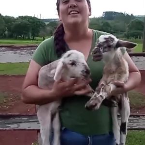 Fazendinha Três Porquinhas
